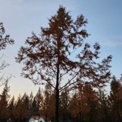 운동하려면 차로 가야 해요 후기 이미지